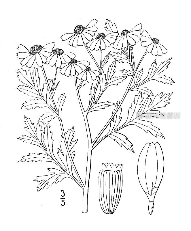 古植物学植物插图:菊花、白甘菊