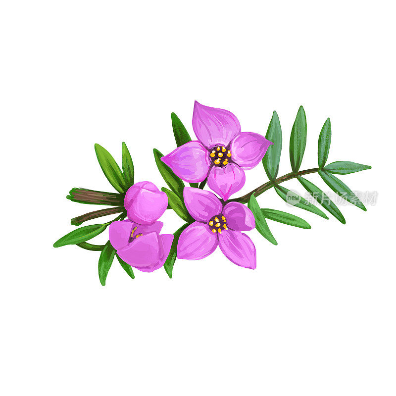 黄樟，黄樟，一种澳大利亚东部特有的开花植物。粉色手绘澳洲花和绿叶。水彩数字艺术插图