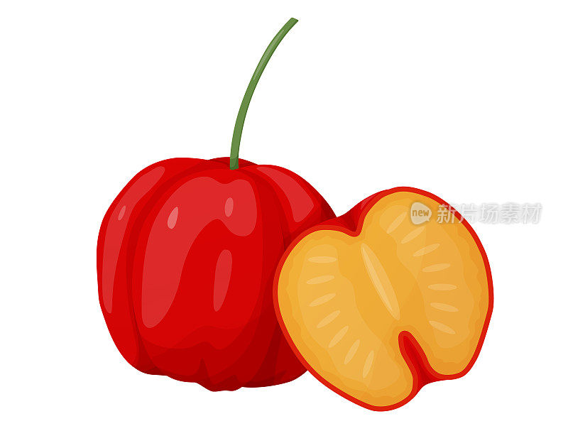 红色的针叶浆果。巴巴多斯樱桃。异域水果的插图。