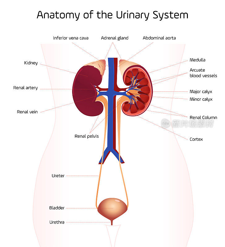 泌尿系统的解剖学