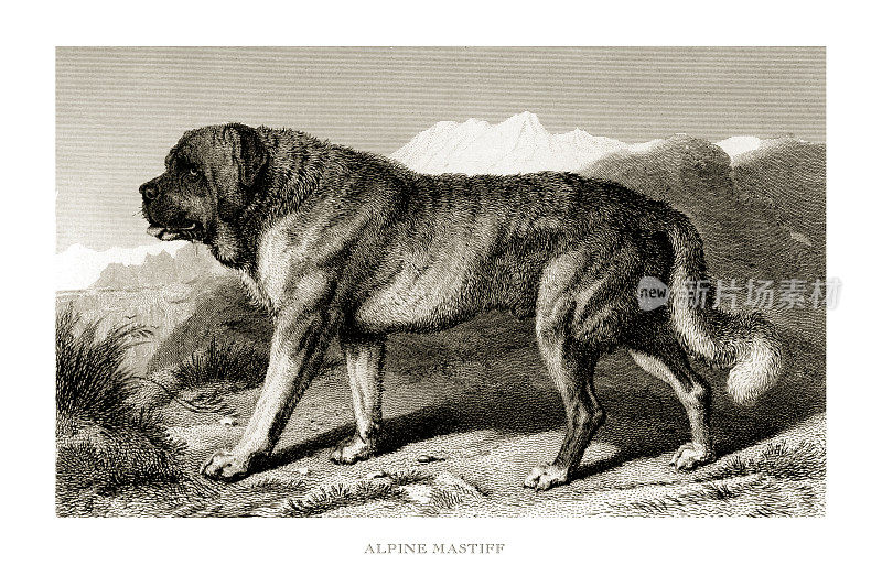 阿尔卑斯獒犬，古董雕刻，肖像的阿尔卑斯獒犬雕刻插图
