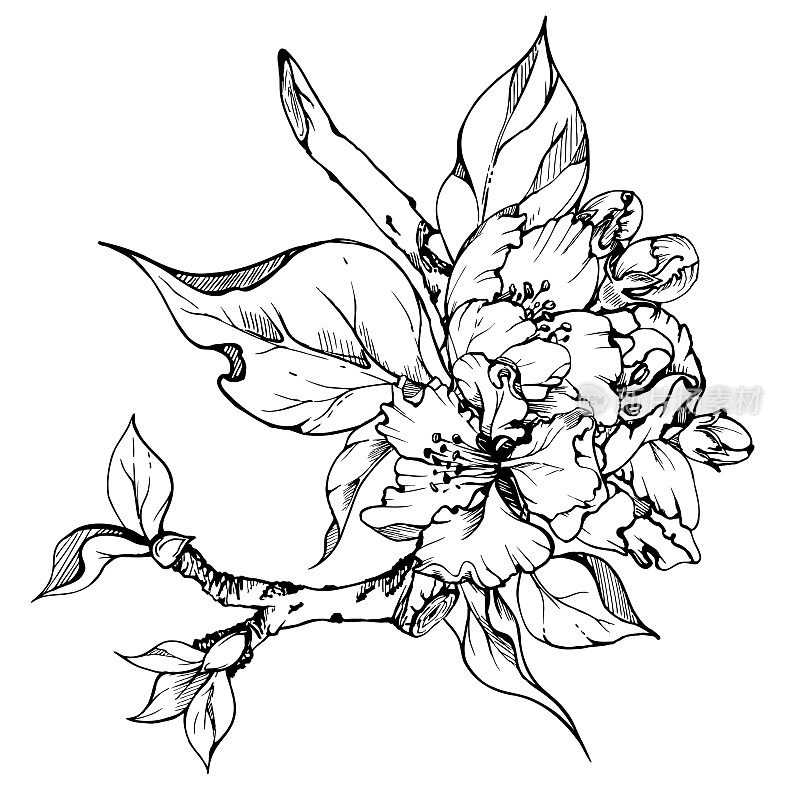 手绘墨水苹果花与树叶，单色矢量，详细的轮廓。在白色背景上孤立的方形构图。用于墙面艺术、婚礼、印花、布艺、封面、卡片、请柬。