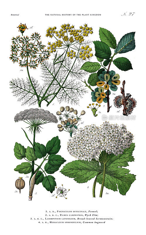 古董植物雕刻，植物王国的历史，维多利亚植物插图，盘子27，大约1853年