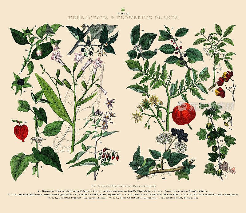 草本和开花植物，植物王国，维多利亚植物插图，大约1853年