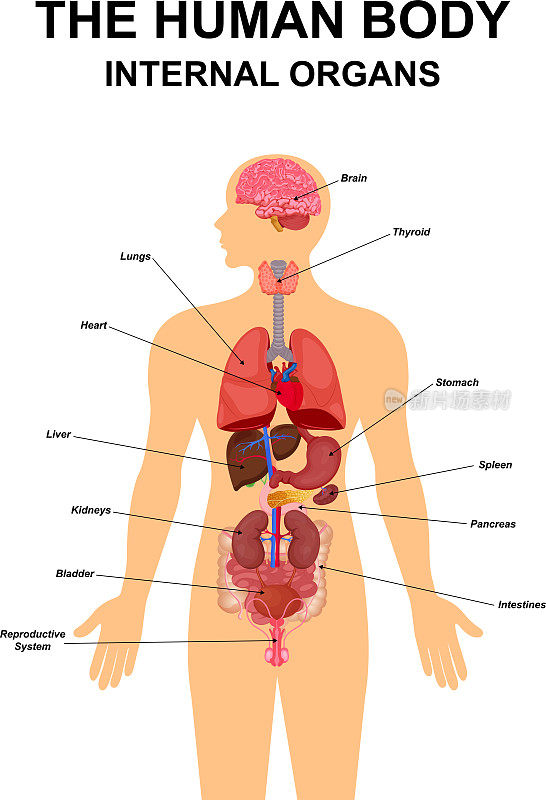 人体内部器官平面信息图海报方案的图标，图像，位置，名称和定义矢量插图。心脏，大脑，肝脏和肾脏，男性生殖系统