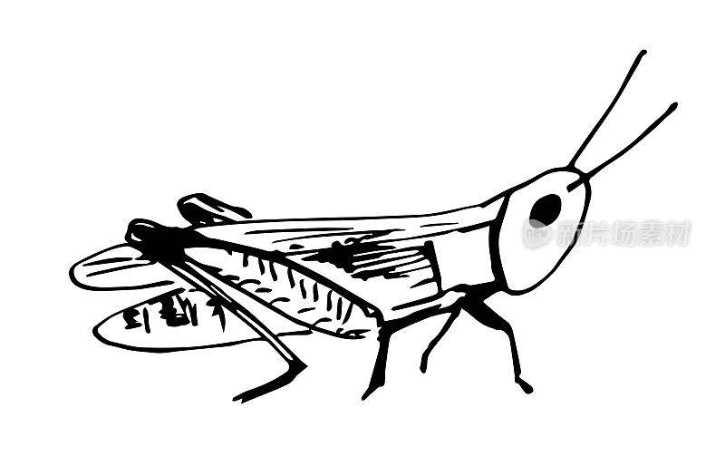 简单的黑色轮廓矢量绘图。蚱蜢昆虫。自然和动物。蝗虫、蟋蟀。墨水草图。
