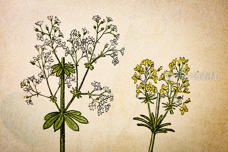 古植物学插图:黄色床草，缬草