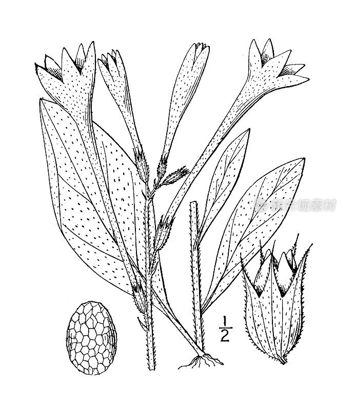 古植物学植物插图:长花烟，长花烟