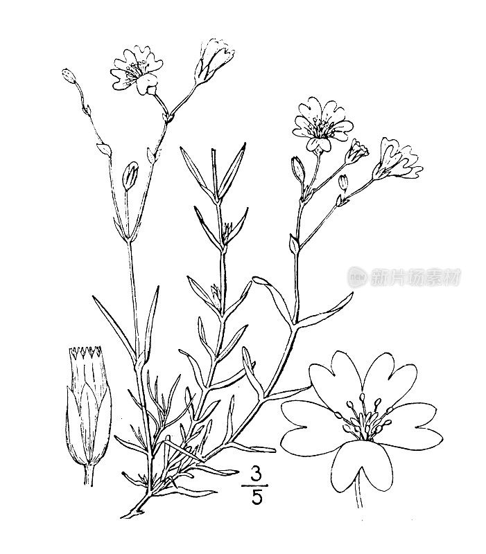 古植物学植物插图:银角芹、田繁缕