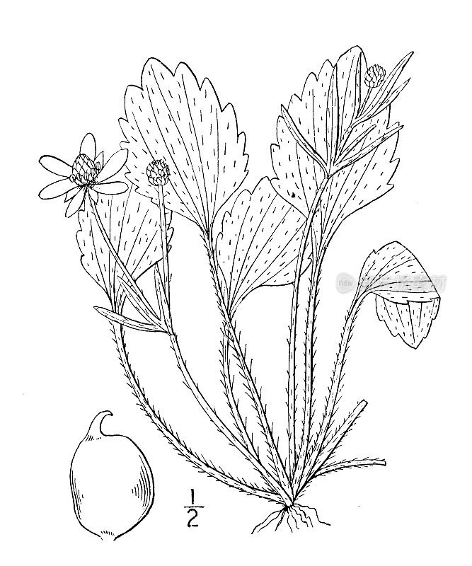 古植物学植物插图:卵形毛茛，草原鸦脚