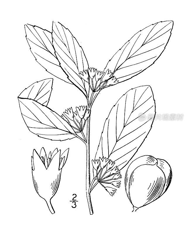 古植物学植物插图:卡罗来纳鼠李，卡罗来纳鼠李