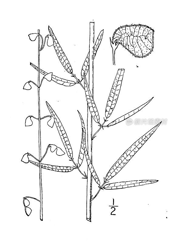 古植物学植物插图:梅花，硬蜱三叶草