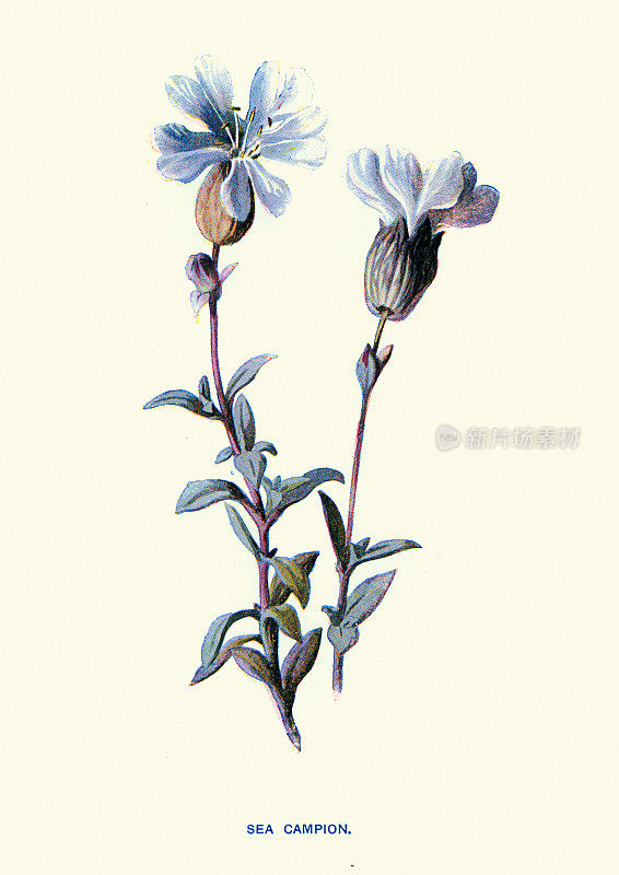 单叶百合，海葵，白花，植物艺术版画