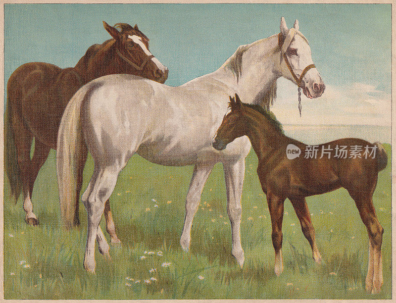 马和马驹，彩色石刻，大约1898年出版