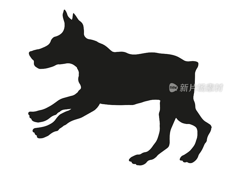 黑狗轮廓。奔跑和跳跃的杜宾犬幼犬。宠物的动物。孤立在白色背景上。
