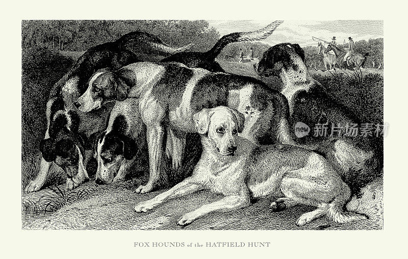 古董雕刻，狐狸猎犬的哈特菲尔德狩猎雕刻插图