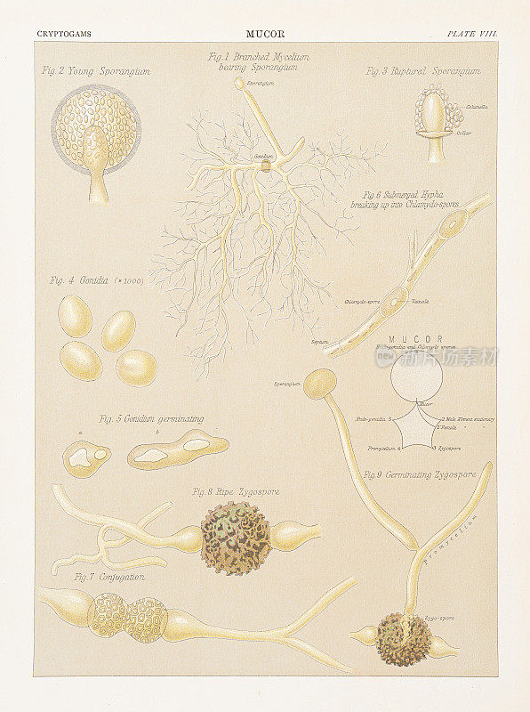 毛科尔微生物显色法1883年