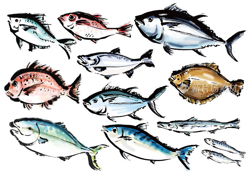 收集各种手绘鱼日式毛笔画鱼