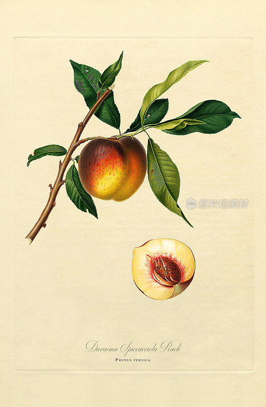 手工着色古董插图，桃子，植物插图，大约1817年