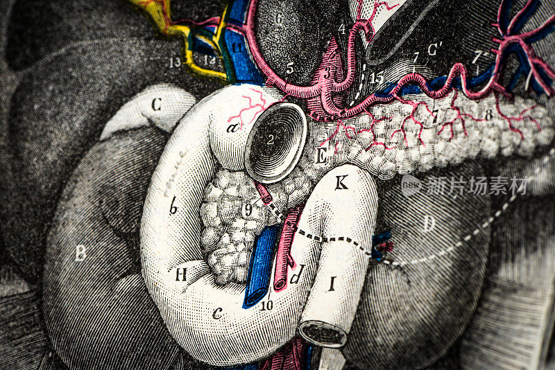 古董医学科学插图高分辨率:十二指肠和胰腺