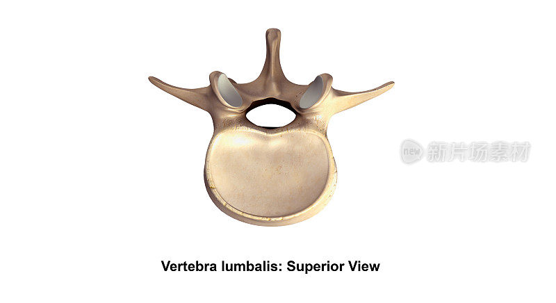 脊椎lumbalis_Superior视图
