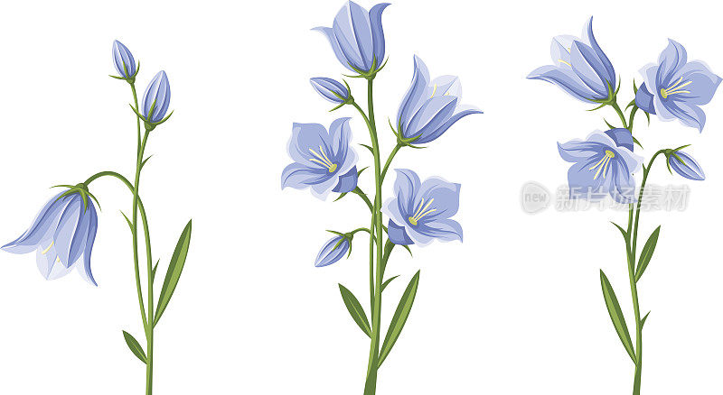 蓝铃花。矢量插图。