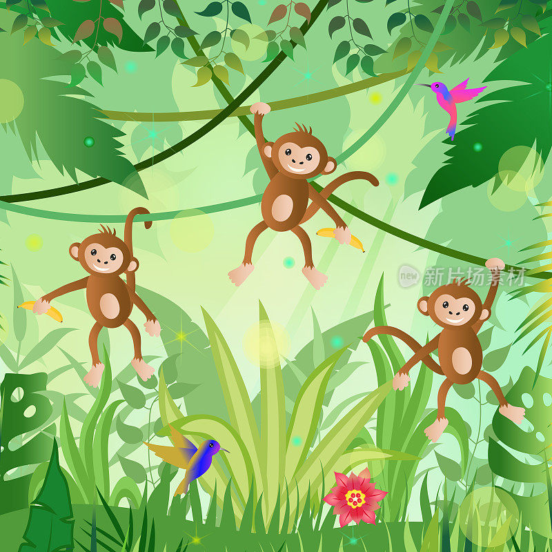 丛林背景。丛林猴子，蜂鸟，树木和植物。