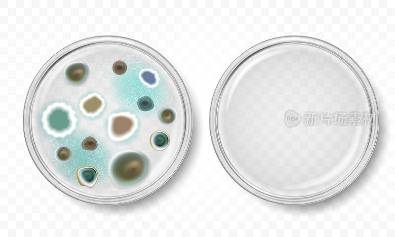 有霉菌菌落的培养皿