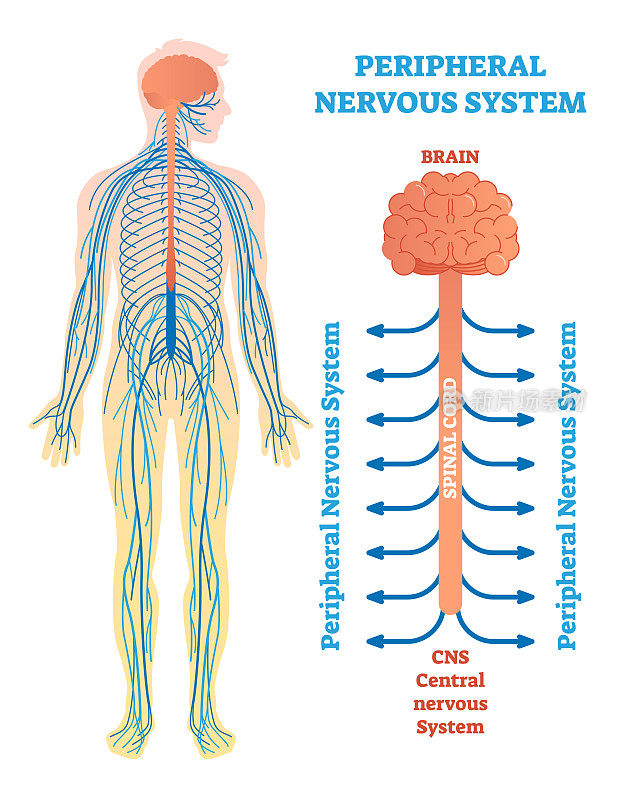 周围神经系统，脑、脊髓、神经医学载体图解。