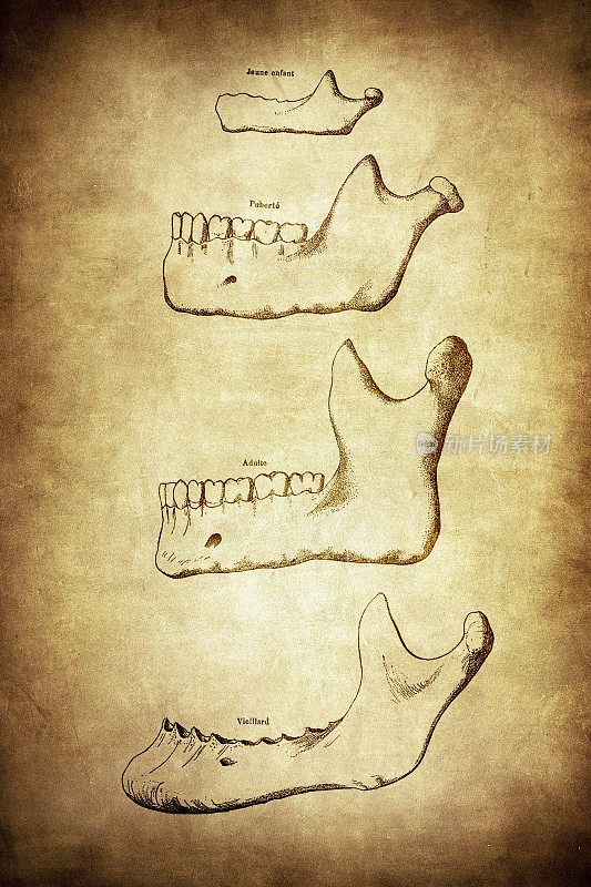 老人，成人，青春期，儿童的上颌骨