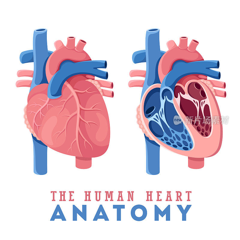 人体心脏的解剖