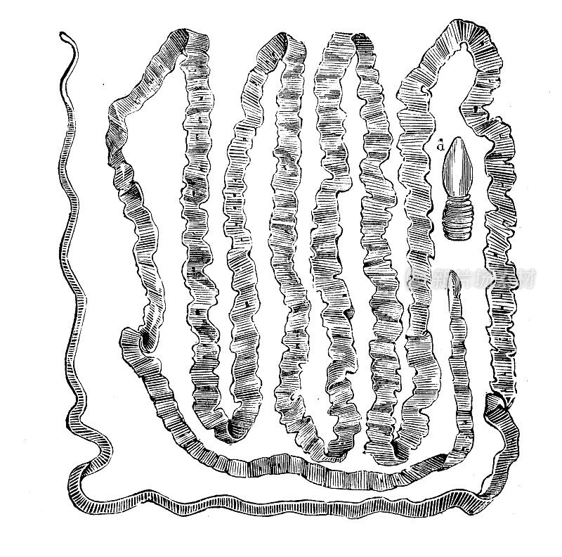 仿古动物插图:猪带绦虫、猪肉绦虫