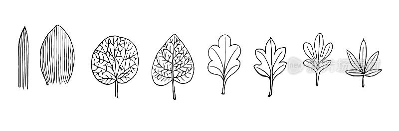 不同类型的叶子