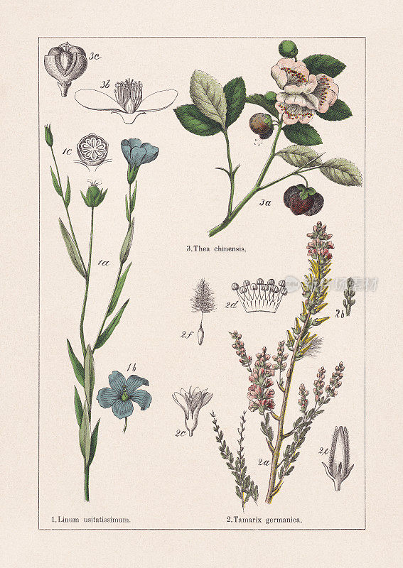 亚麻科，柽柳科，山茶科，色板，出版于1895年