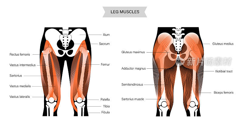 腿肌肉系统