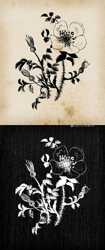植物学植物古董雕刻插图:刺蔷薇