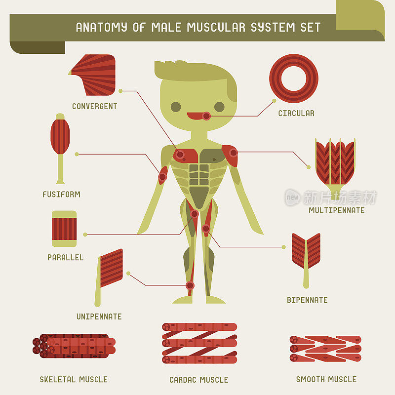 男性肌肉系统的解剖
