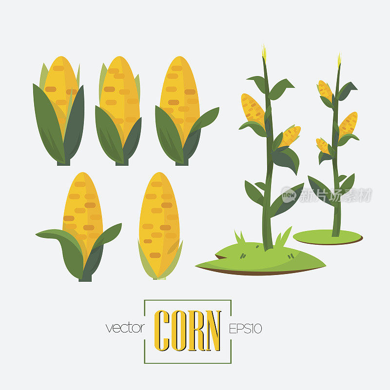 玉米和玉米树矢量插图