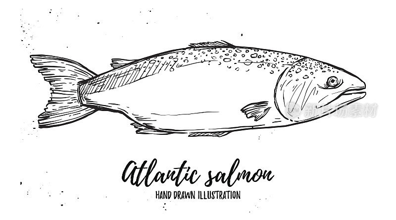 手绘矢量插图-鱼。大西洋鲑鱼。完美的餐厅宣传册，咖啡馆传单，外卖菜单。