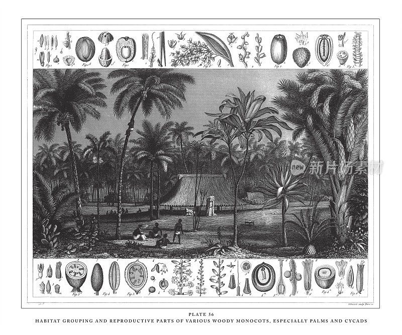 各种木本单子叶植物的生境分组和繁殖部位，尤其是棕榈树和苏铁雕刻古董插图，1851年出版