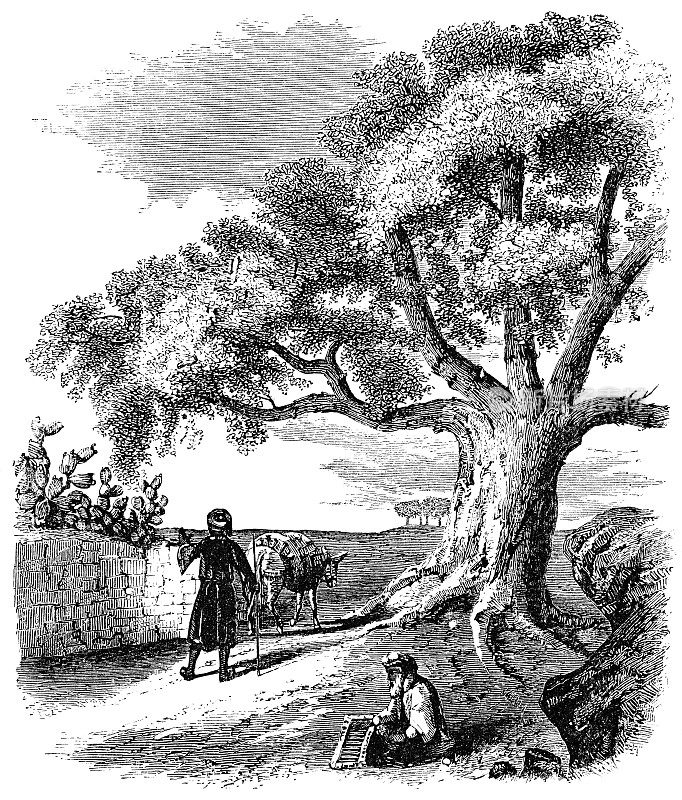 旧世界以色列乡村的无花果树-奥斯曼帝国19世纪