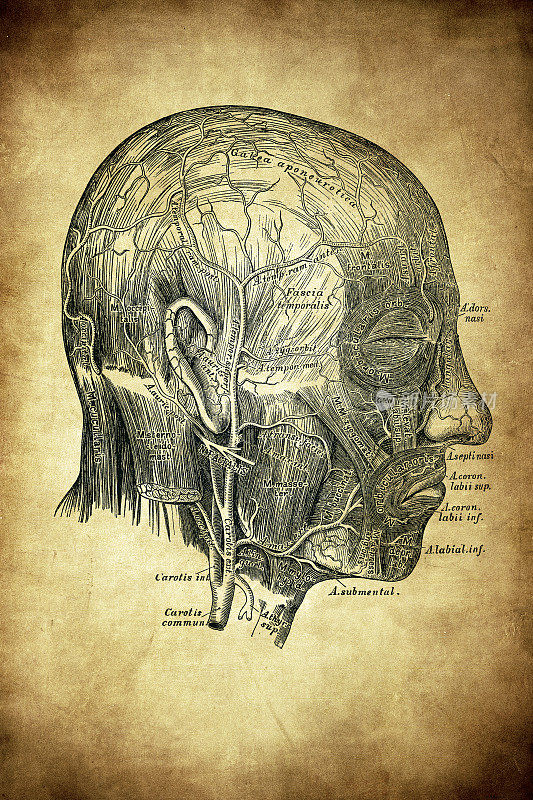 面部和颅骨的动脉