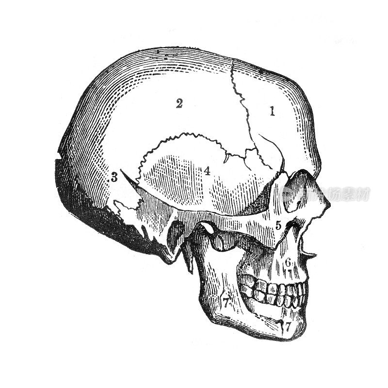 1886年的人类头骨示意图