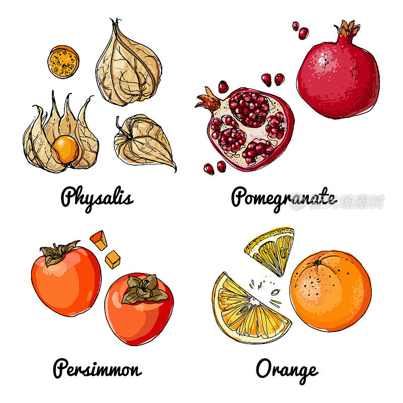 矢量食物图标的水果。食品的彩色素描。酸浆，石榴，柿子，橘子