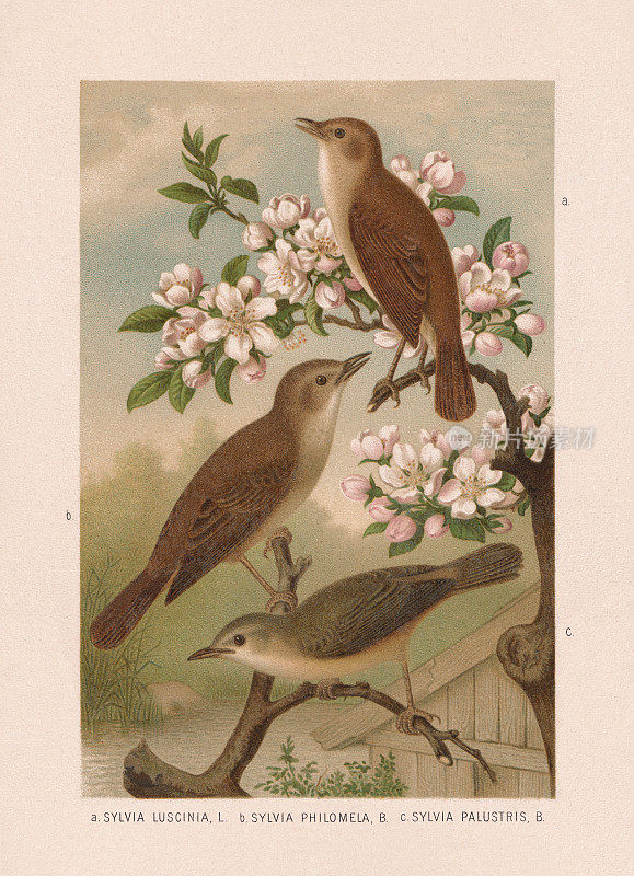 《夜莺与沼泽猎手》，彩色印刷，1887年出版