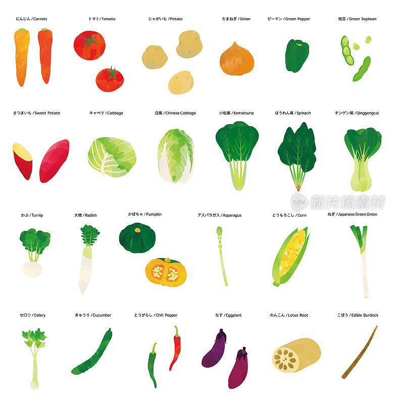 蔬菜水彩插图集