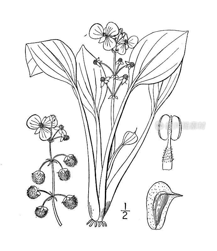 古植物学植物插图:白叶慈姑，卵形叶慈姑