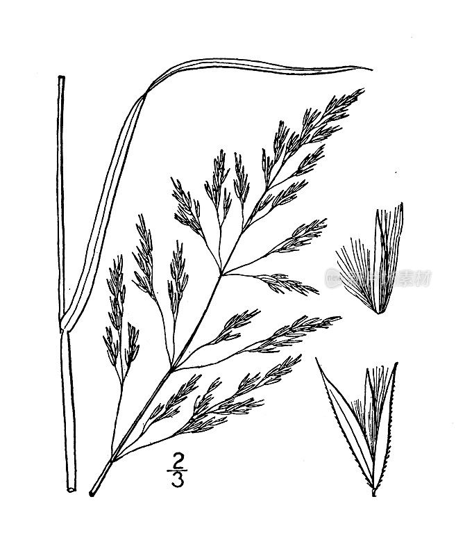 古植物学植物插图:加拿大小枝，蓝枝草
