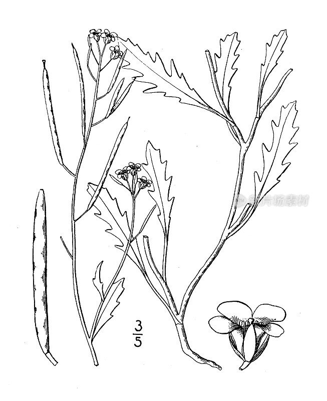 古植物学植物插图:双角壁画，沙火箭