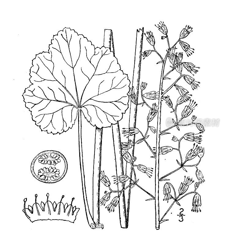 古植物学植物插图:美国槐、铝根